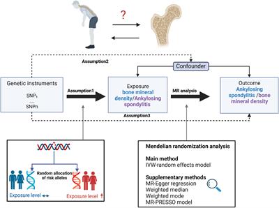 Investigating the causal relationship between ankylosing spondylitis and osteoporosis in the European population: a bidirectional Mendelian randomization study